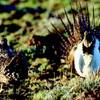 Photo: A female sage grouse, left, views a strutting male Photo: A female sage grouse, left, views a strutting male