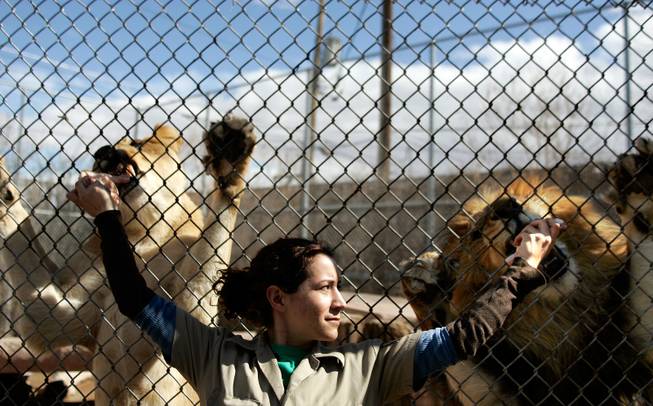 Lion tamer Lion tamer