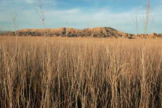 Tamarisk plants cover the site of the lost town of St. Thomas near Lake Mead Thursday, February 28, 2008. Because of a fast-growing taproot, tamarisk draws down the water table, preventing other plants' roots from reaching the soil moisture.