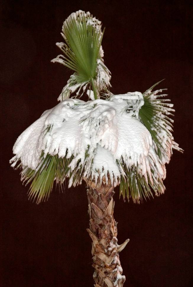 Snow covers a palm tree on Sahara Avenue near Fort Apache Road during the early morning of December 30, 2003.
