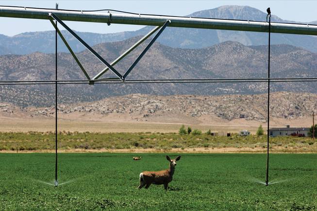 A mule deer strolls through an alfalfa field near Wheeler Peak in White Pine County. In 1985, Sen. Harry Reid began working to establish Nevada's first national park with the mountain at its center. 