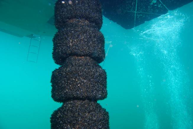 Quagga mussels, here clinging to a water intake structure, can clog and damage machinery and were found infesting Lake Mead last year. 

