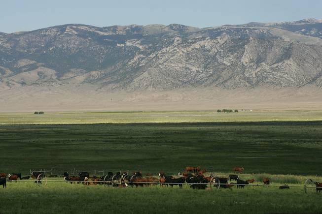 Spring Valley's abundance of water helps ensure livelihoods for cattle ranchers, who can grow lush crops of alfalfa.