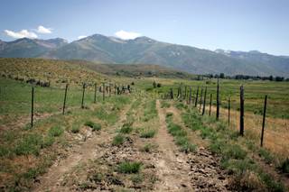 Part of the 40 acres of land owned by Governor Jim Gibbons in Lamoille, Nevada. The governor bought the land from Jerry Carr Whitehead and has leased it back to him for cattle grazing in order to save money on property taxes.