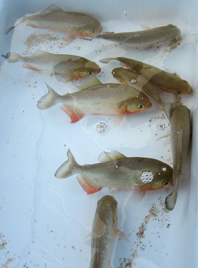 Red bellied piranhas were seized by the Nevada Department of Wildlife on Thursday from a southeast Las Vegas home. 