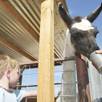 J.R. Pony Party Farm