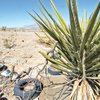 Photo: A yucca plant is surrounded by trash on undevelope Photo: A yucca plant is surrounded by trash on undevelope