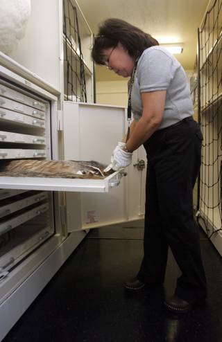 Rosie Pepito opens a drawer at the Park Service's museum repository to reveal a number of rodents native to the Lake Mead area kept for research and records.