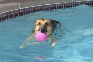 Now retired, Blondie, a 13-year-old German Shepherd, spends her days swimming and relaxing at home with her trainer, Charlene Bruno. After searching for victims of Sept. 11 at ground zero for three days, Blondie developed respiratory and skin ailments, which left her incapable of working. 