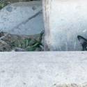 Feral cat