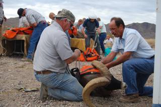 Nevada Department of Wildlife biologist Craig Stevenson and Clint Bentley, a former member of Nevada's wildlife commission, prepare a desert bighorn sheep for processing during a recent capture and transplant operation in the River Mountains east of Henderson.