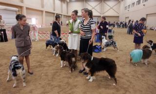 Participants of the Australian Shepherd Club of American National Specialty Dog Show wait to compete in the practice arena at South Point Hotel and Casino on Nov. 7.