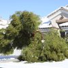 A broken tree branch lays on the snow-covered grass in front of a home on Arpeggio Avenue, near Rossini Street in Anthem Thursday afternoon. A broken tree branch lays on the snow-covered grass in front of a home on Arpeggio Avenue, near Rossini Street in Anthem Thursday afternoon.