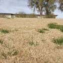 Grass
