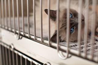 Violet, a cat abandoned at Lied Animal Shelter because the owner 