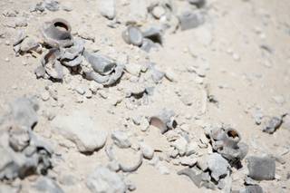 Lead bullets litter the top of a berm at the North Las Vegas Police Department's shooting range Wednesday, June 24, 2009. 
