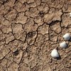 Photo: Asian clam shells dot the site of the lost town of Photo: Asian clam shells dot the site of the lost town of
