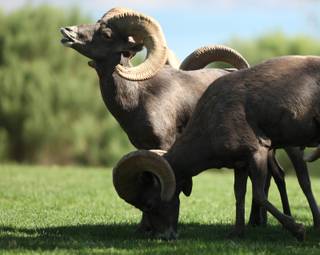 The desert bighorn sheep that live in the River Mountains in Boulder City, seen here on a recent weekday morning, make their way down to Hemenway Park almost every morning. City officials have voiced concerns about the sheep as traffic in the area they roam is set to increase next year with the opening of the new Hoover Dam bypass bridge.