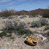 Photo: A tortoise shell lies on the desert floor south of Photo: A tortoise shell lies on the desert floor south of