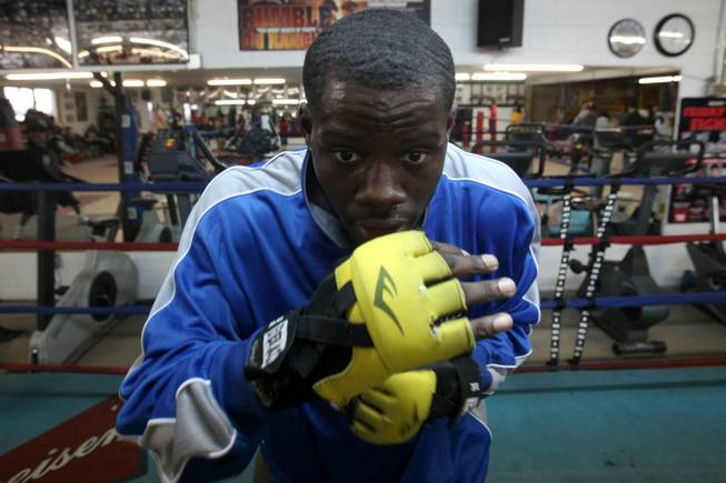 andrew maynard boxer