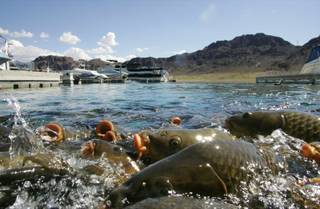 Carp go on a feeding frenzy for a tourist's popcorn next to the docks of the Lake Mead Marina.  