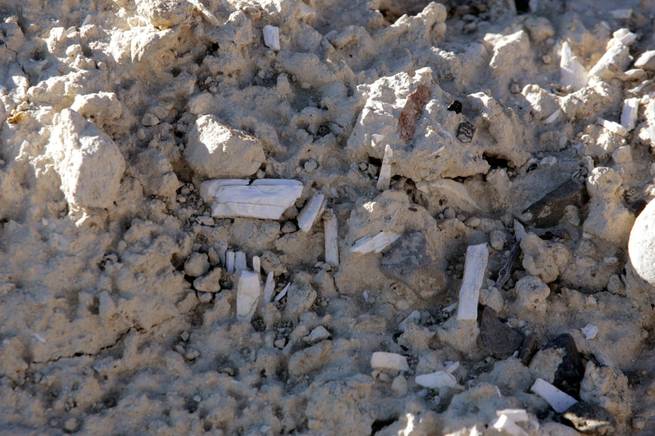Mammoth tusk bones are shown on top of a spring mound in the Upper Las Vegas Wash. Monument supporters envision designated areas where tourists and schoolchildren can do their own 