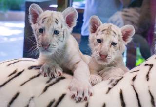 White-striped tiger cubs 