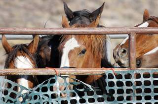 Wild horses are shown after being captured during a gather near Tonopah, Nev. Thursday, September 16, 2010. The Bureau of Land Management gathered 54 horses outside of a Herd Management Area Thursday as part of their efforts to reduce the wild horse and burro population.