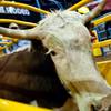 Preparations for the National Finals Rodeo at Thomas & Mack Center on Nov. 30, 2010.