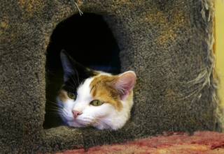 A calico cat named 