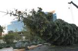 M Resort's Tallest Christmas Tree