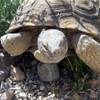 Photo: Mojave Max explores his pen at Red Rock Canyon's v Photo: Mojave Max explores his pen at Red Rock Canyon's v