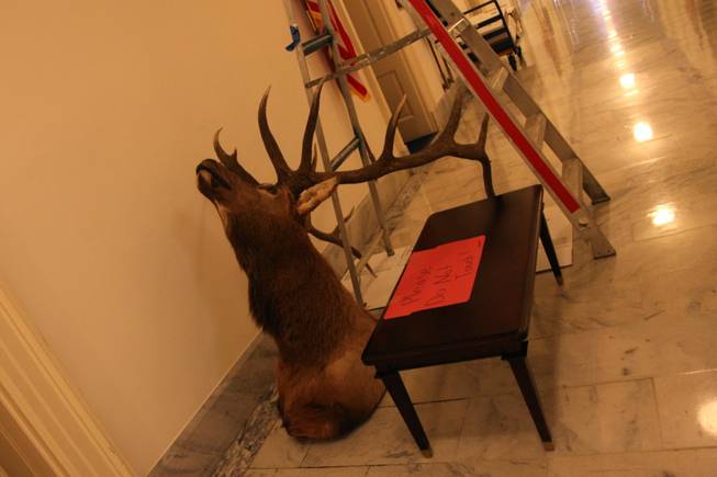Dean Heller's title isn't the only thing that's transitioning. As the congressman becomes a senator, he's also got to move his personal effects and much of his staff across the Capitol. On Tuesday, the head of an elk Heller shot in Lincoln County 15 years ago waited outside his House office, awaiting transport to the Senate.