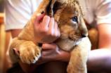 Last Day for Lion Habitat