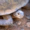 Photo: A Mojave Desert tortoise is shown in a quarantine Photo: A Mojave Desert tortoise is shown in a quarantine