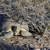 Photo: A Mojave Desert tortoise is shown in a quarantine Photo: A Mojave Desert tortoise is shown in a quarantine