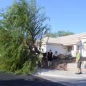 Toppled tree