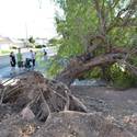Toppled tree