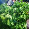 Photo: Law enforcement officers haul away plants during a Photo: Law enforcement officers haul away plants during a