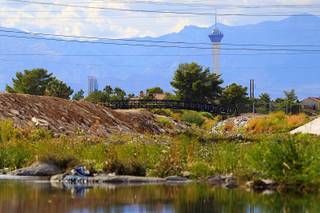 The Stratosphere Tower is seen in the background of the Flamingo Arroyo Trail Thursday, October 6, 2011.