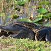Photo: In this 2009 photo provided by the National Park S