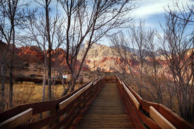 Red Springs at Calico Basin in Red Rock Canyon seen on Monday, Feb. 6, 2012.