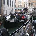 Venice-Kats Report