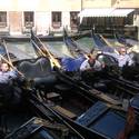 Venice-Kats Report