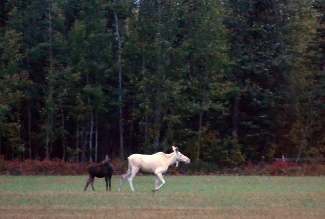 In this Saturday, Sept. 1, 2012 photo provided by Tim Barnes, a white cow moose and her calf amble outside the Alaska Garden Bed and Breakfast in Delta Junction, Alaska, where Barnes, from Quincy, Ill., was a guest. The white moose that has been seen in Alaska's Delta Junction for several years has emerged again with a brown calf in tow. The white moose has been spotted in the area before, first as a white calf with a brown cow moose in 2009. In the years since, it has occasionally been seen in the vicinity, said bed and breakfast owner Bonnie Stillie. (AP Photo/Tim Barnes)