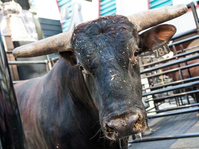 The 2012 Professional Bull Riders Built Ford Tough World Finals "Weighing of the Bulls" featured Asteroid (1,356 pounds), Bushwacker (1,625 pounds), Mayor Carolyn Goodman, Las Vegas Convention and Visitors Authority President Rossi Ralenkotter, PBR CEO Jim Haworth and the top bull riders in the world at Fremont Street Experience on Monday, Oct. 22, 2012.