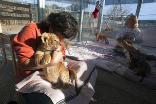 Rulia Fiske of Boston holds a four-week-old lion cub named D.J. at the Lion Habitat Ranch in Henderson  Sunday, Dec. 16, 2012. The habitat used to provide lions to the lion habitat at the MGM Grand but is now open to the public. The MGM's lion habitat closed in January 2012.