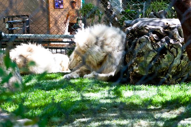 Unfazed by the children, the lions continue to sleep during a Great Escape outing hosted by Northwestern Mutual benefiting Starlight Children's Foundation for those who have pediatric cancer at the Mirage's Secret Garden and Dolphin Habitat on Saturday, May 11, 2012.