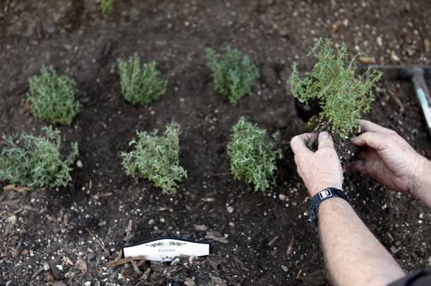 Gardener Michael Fearon tends to the rooftop herb garden at the Bellagio on Monday, June 17, 2013.