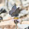 Photo: The Mount Charleston blue butterfly is known only Photo: The Mount Charleston blue butterfly is known only